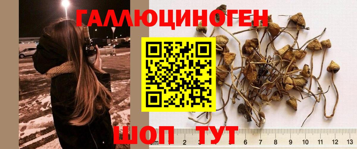 Семилуки  Галлюциногенные грибы MAGIC MUSHROOMS  Вход с VPN  Псилоцибиновые грибы Psilocybine cubensis 